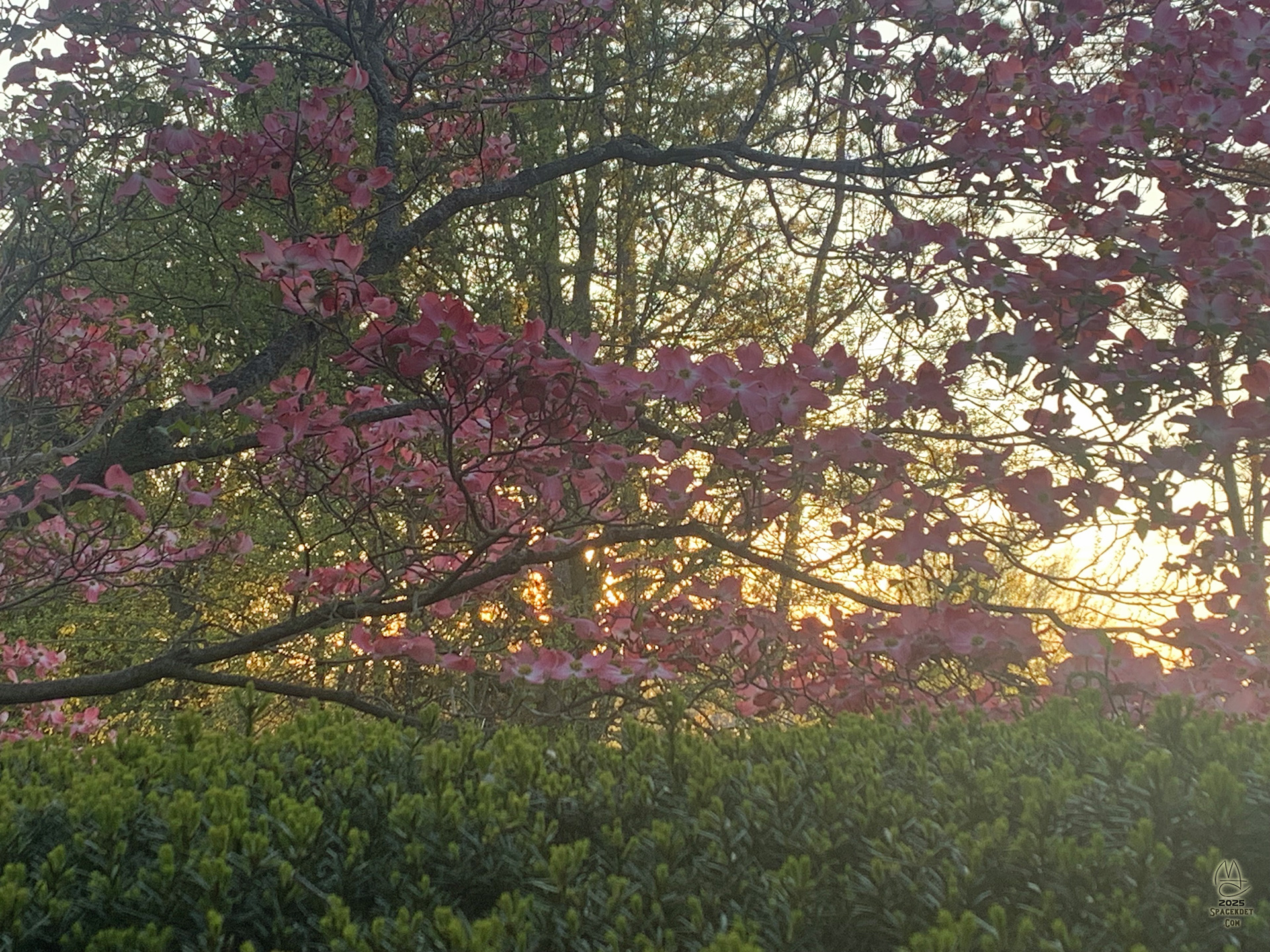 Canopy.