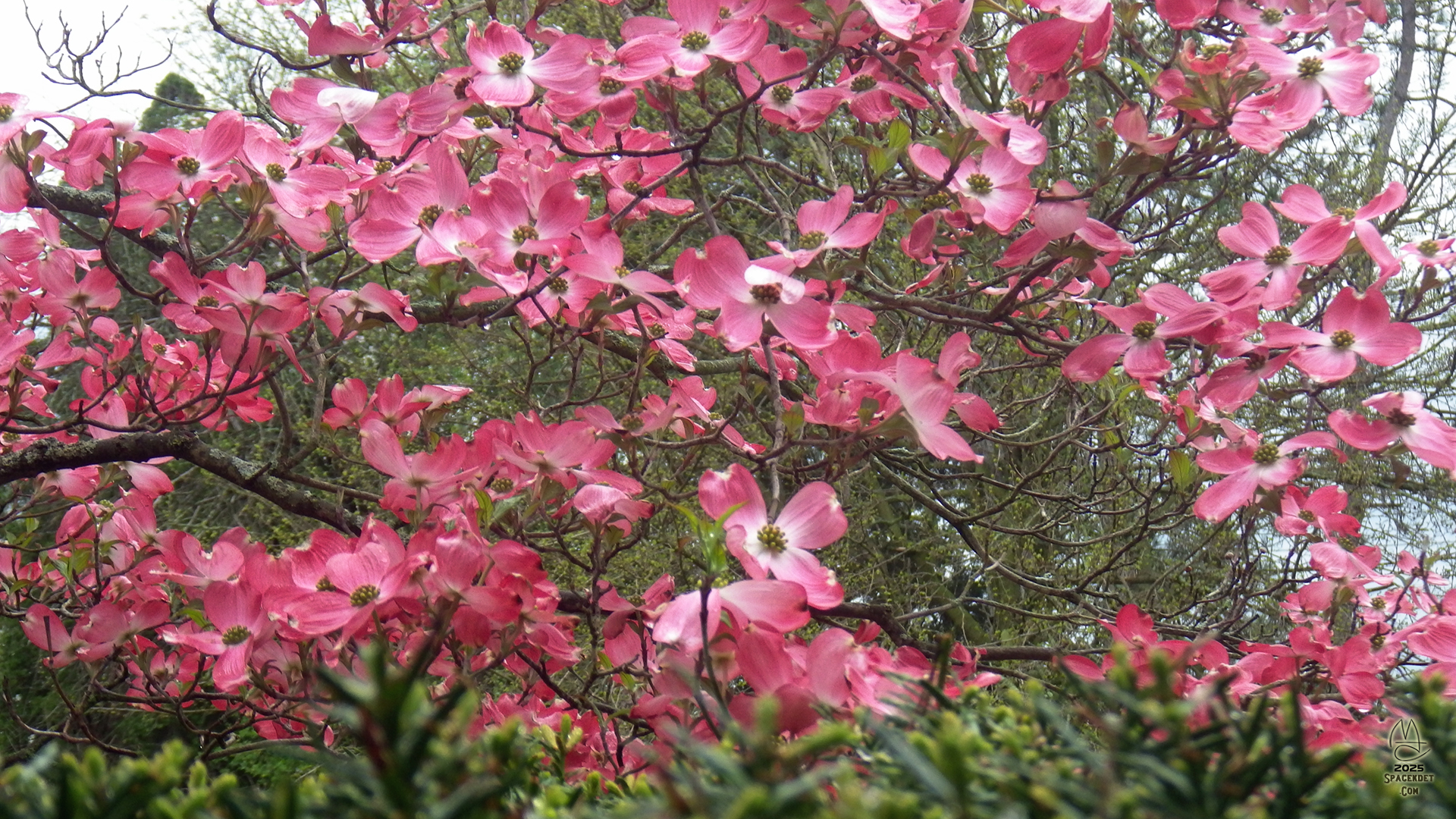 Pink Dogwood.