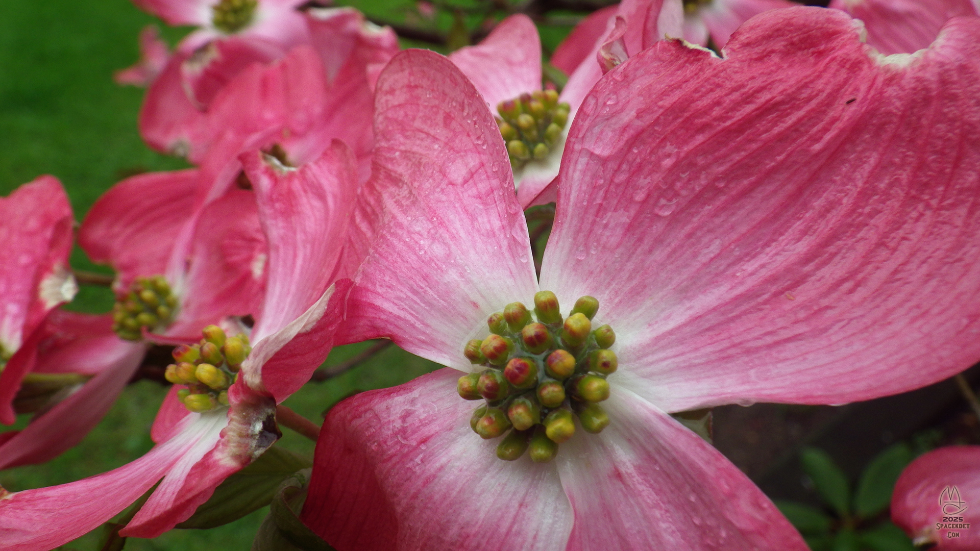 Looks better in the rain.