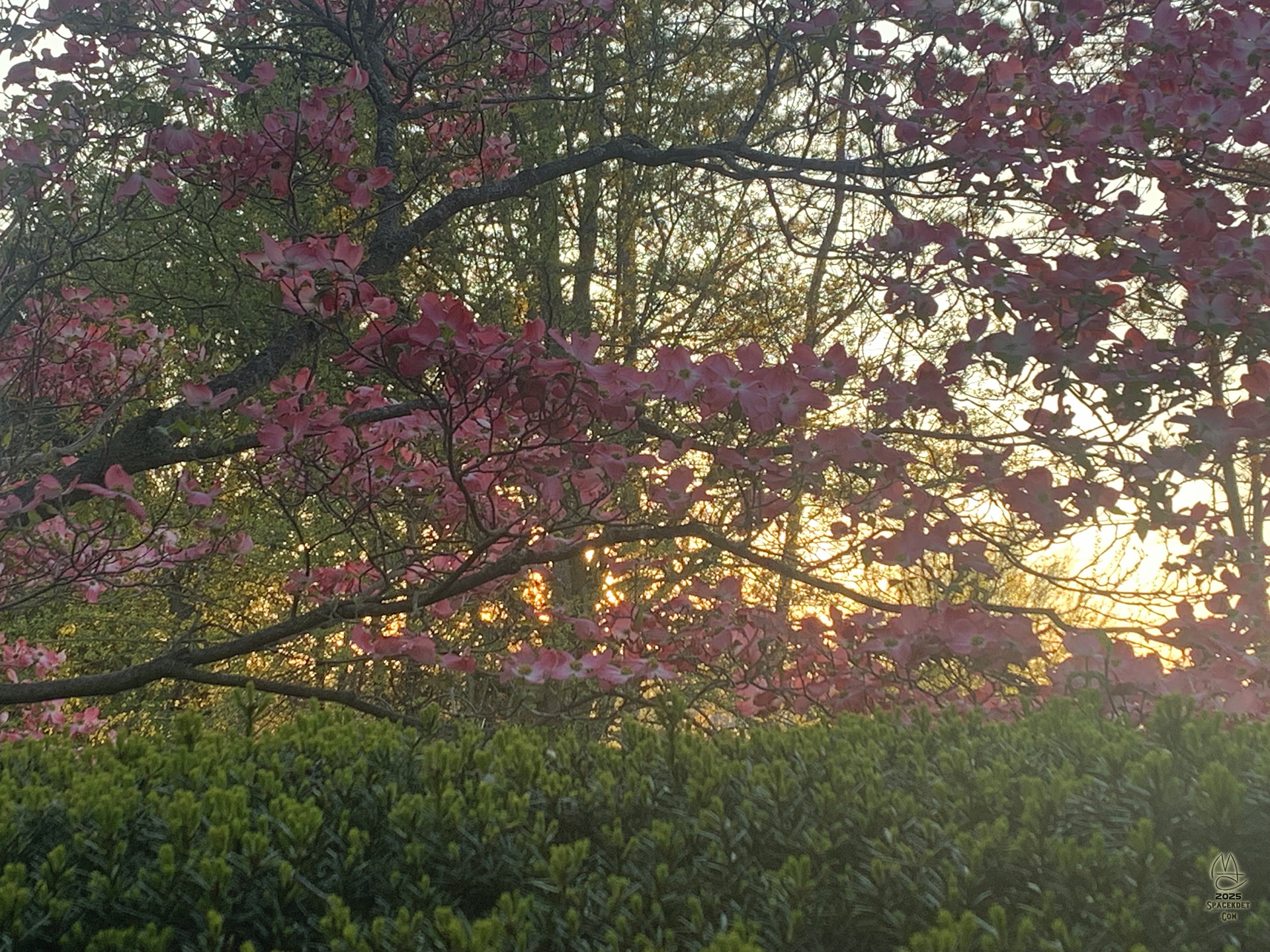 Sun glare.