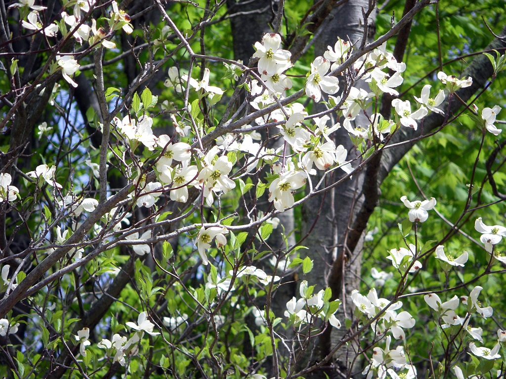 Native dogwood in bloom.