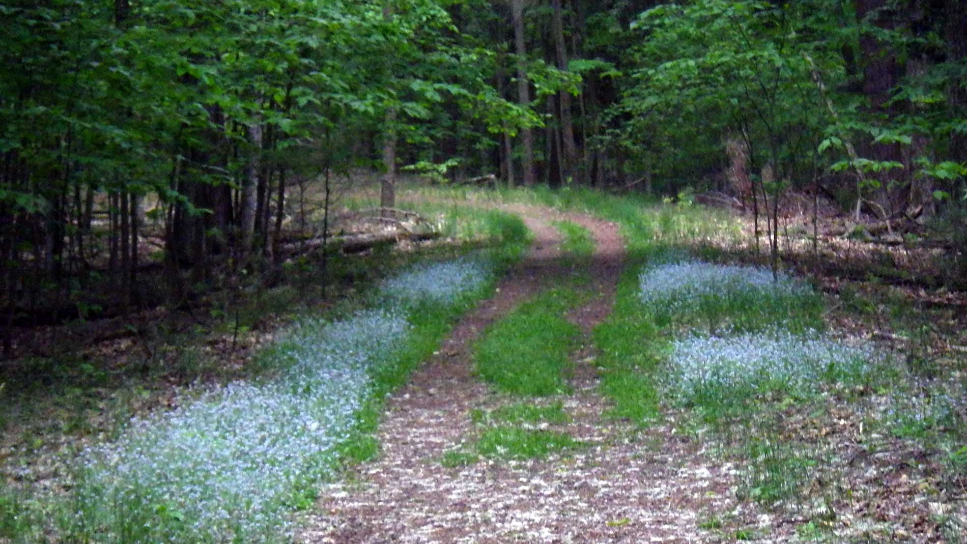 Forget-Me-Nots on the trail to Alligator Hill.