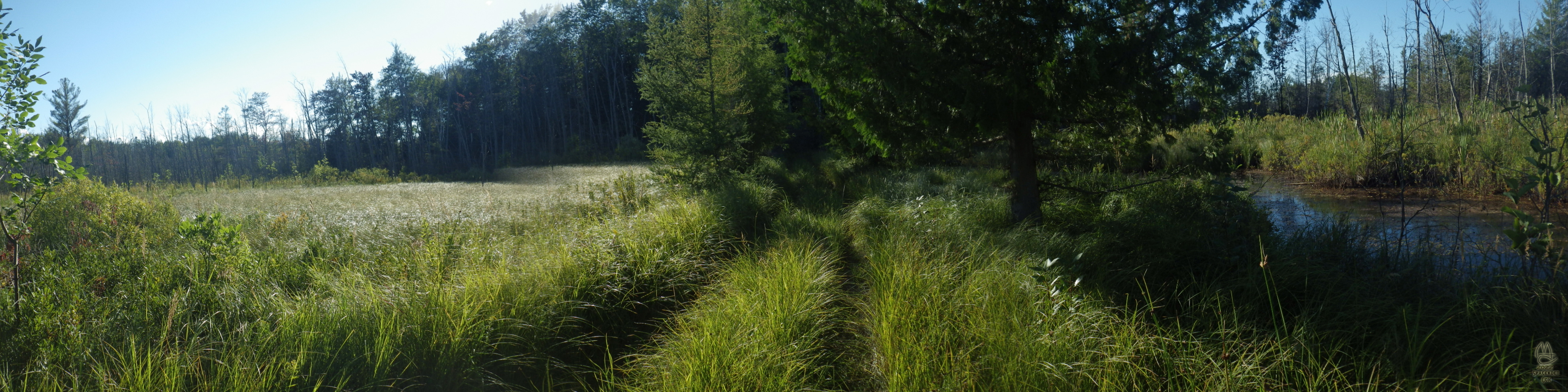 In a hazy water meadow.