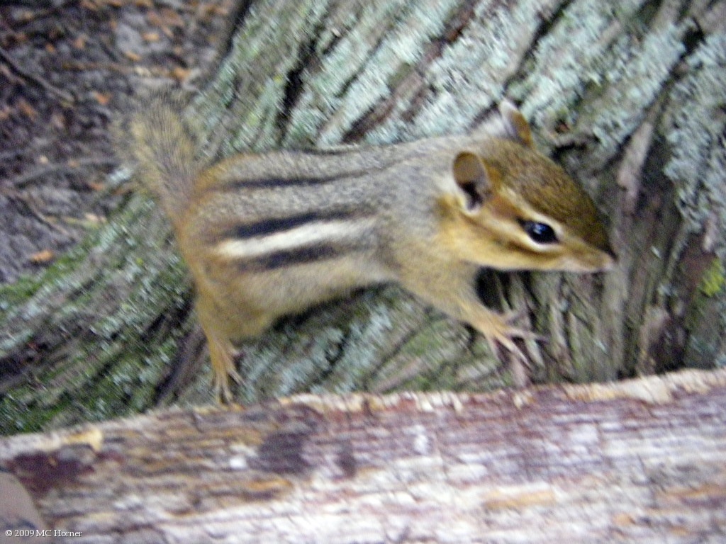 Ninja Chipmunk. Don't camp here, he's very well trained.