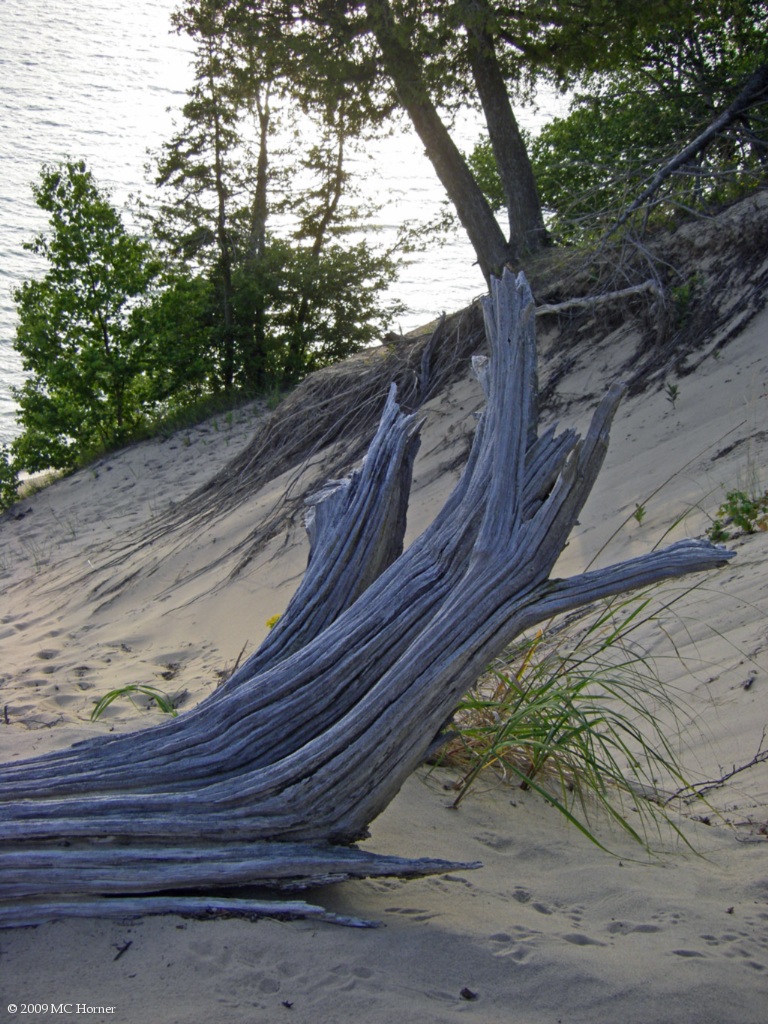 Cedar stump.