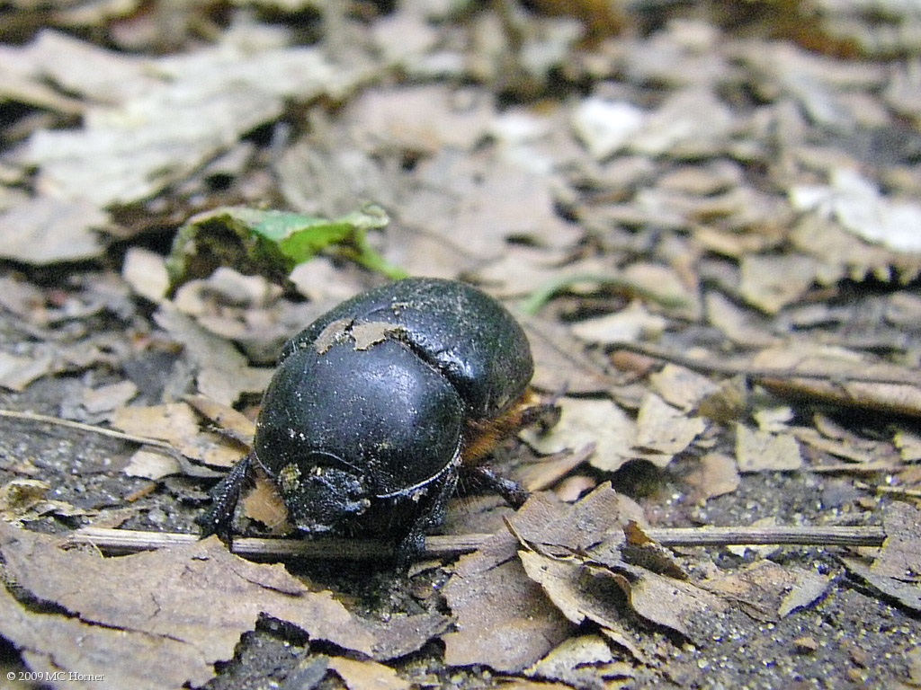 Large beetle found trundling along the trail.