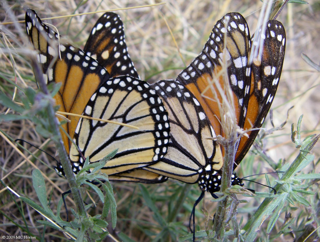 Hot Monarch Butterfly sex!