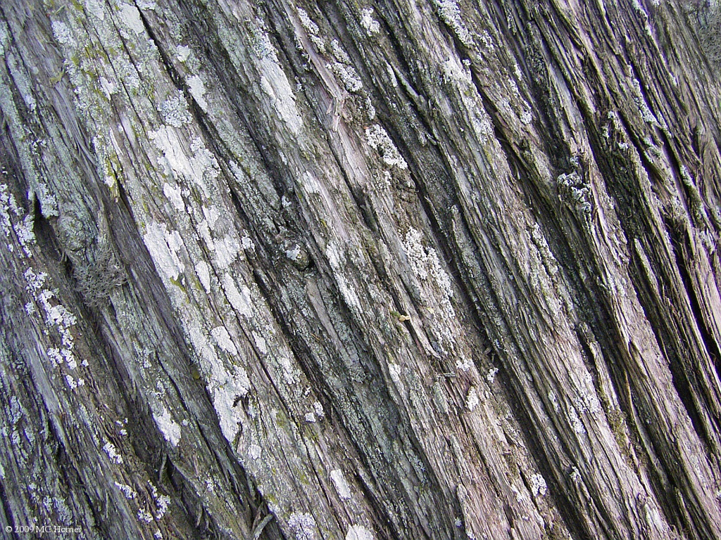 Cedar bark, diagonal. See large size  here.(3.2 MB)